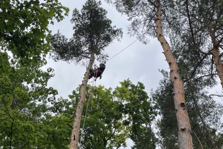 Baumpflege in Thüringen - Höhenarbeiten und Industrieklettern in Thüringen