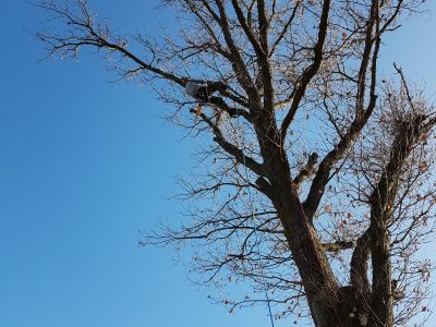 baum4 baum4
